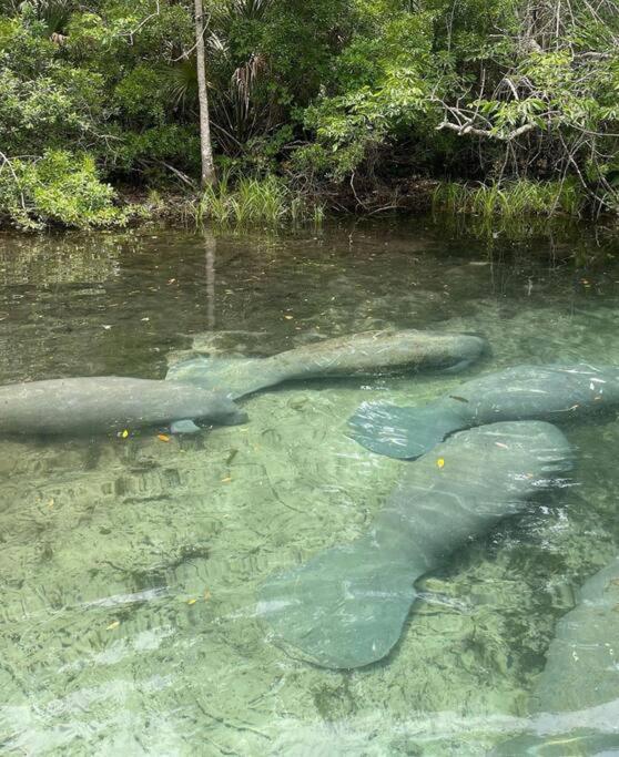 Hébergement de vacances Weeki Wachee Retreat Canal With Hot Tub Kayaks Canoe And Boat With Trolling Motor Included *